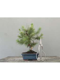 Bonsái Pinus Halepensis   P.Halepensis 22037/2