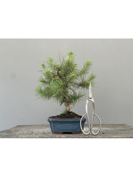Bonsái Pinus Halepensis   P.Halepensis 22037/2