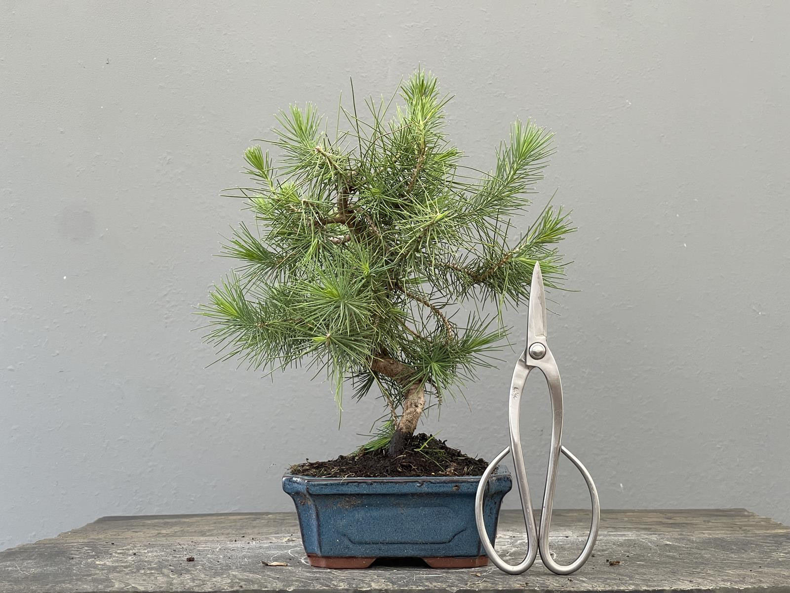 Bonsái Pinus Halepensis   P.Halepensis 22037/2