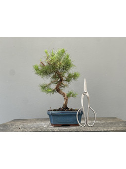 Bonsái Pinus Halepensis   Pino Carrasco 22037/3
