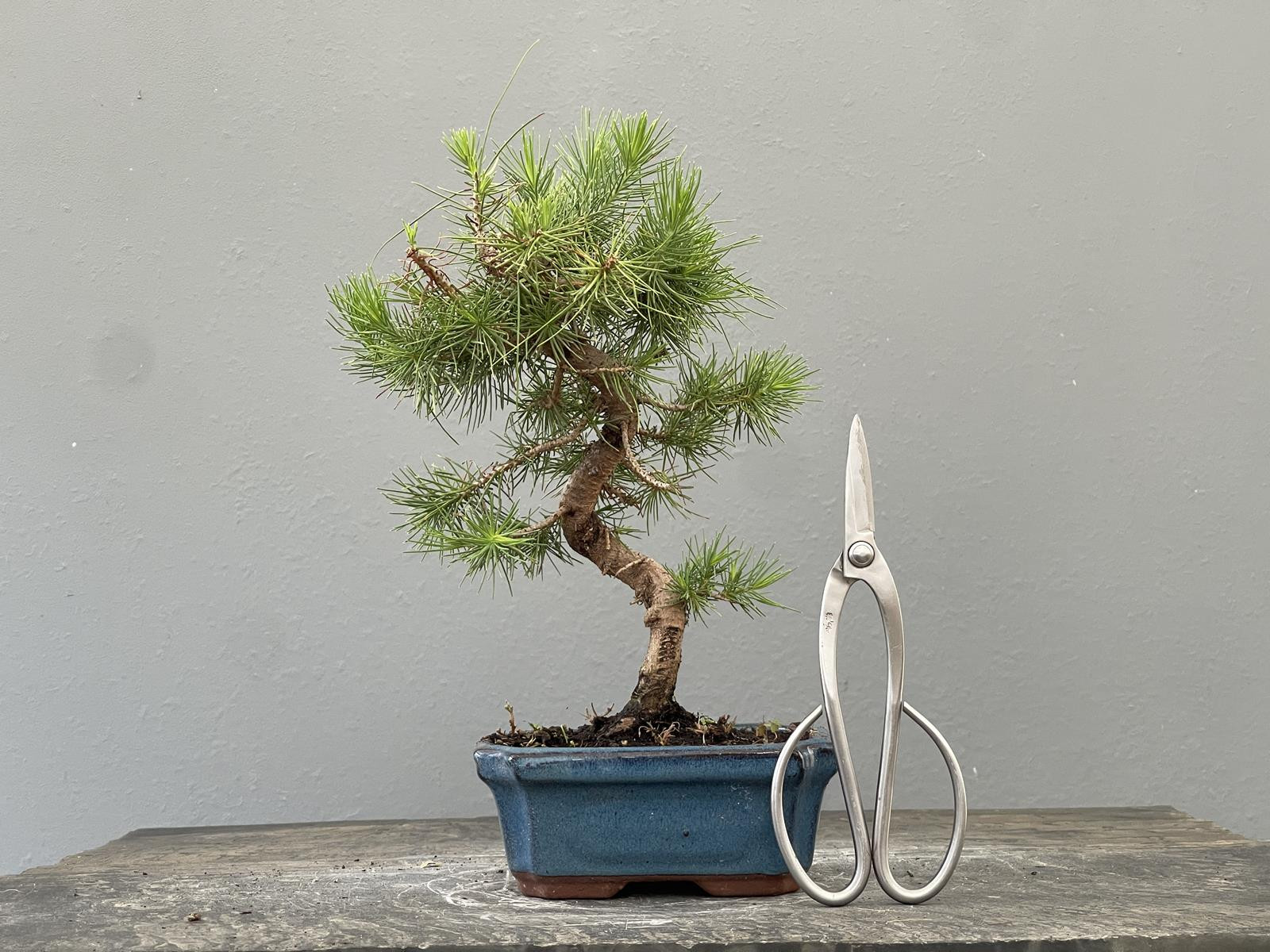 Bonsái Pinus Halepensis   Pino Carrasco 22037/3