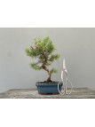 Bonsái Pinus Halepensis   Pino Carrasco 22037/3