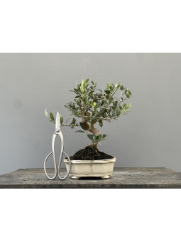 Bonsái Olea Europea   Olivo 22033/2