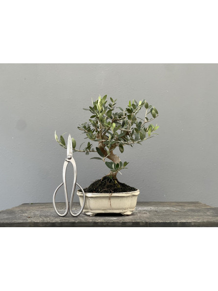 Bonsái Olea Europea   Olivo 22033/2