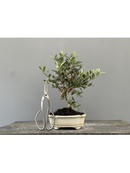Bonsái Olea Europea   Olivo 22033/1