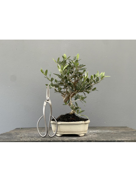 Bonsái Olea Europea   Olivo 22033/1