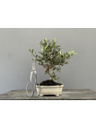 Bonsái Olea Europea   Olivo 22033/1