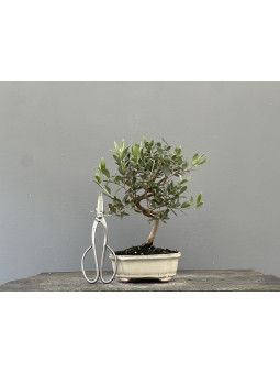 Bonsái Olea Europea   Olivo 22033/3