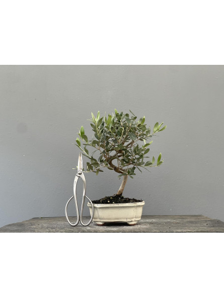Bonsái Olea Europea   Olivo 22033/3