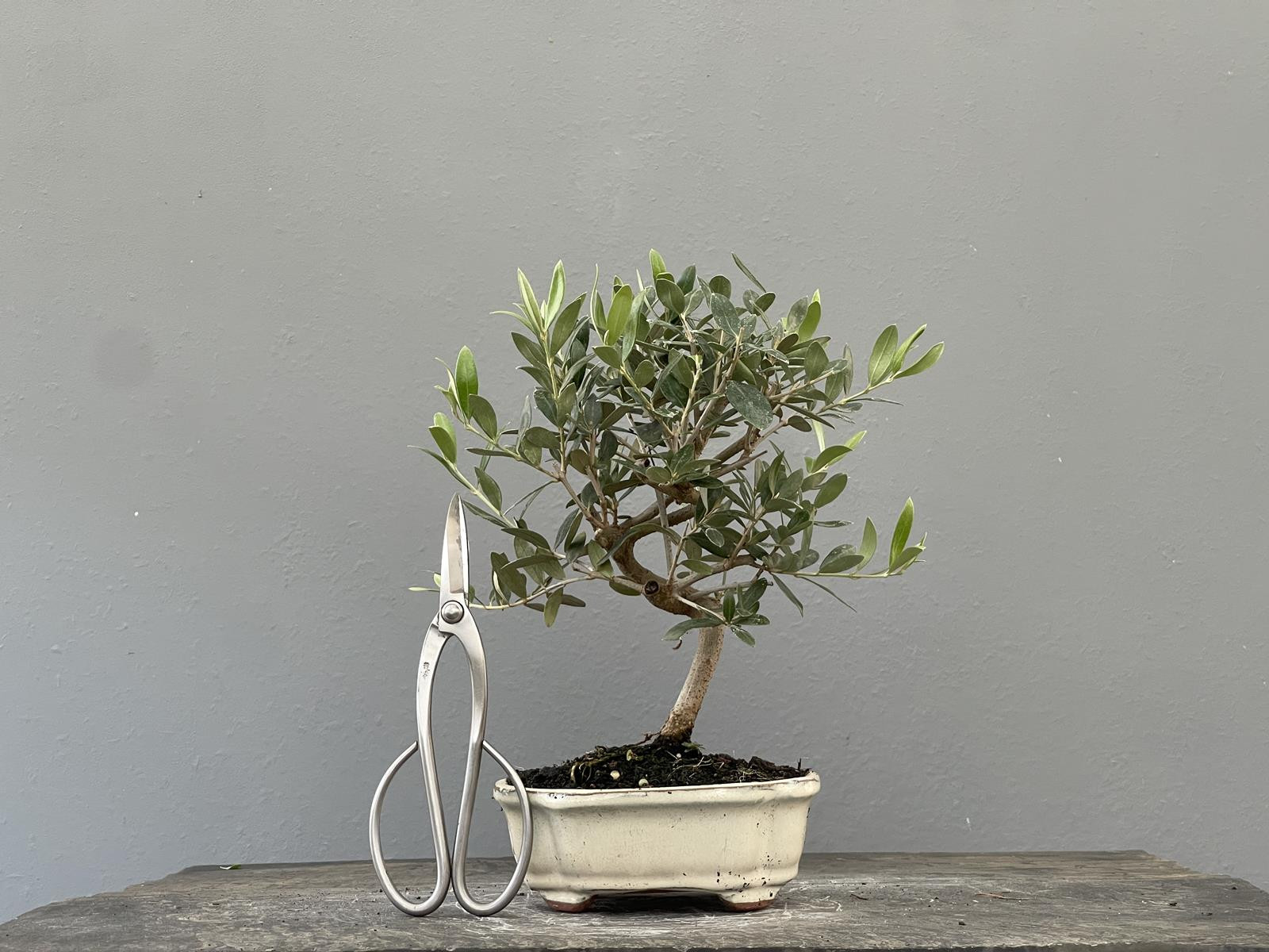 Bonsái Olea Europea   Olivo 22033/3