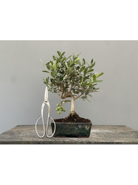 Bonsái Olea Europea   Olivo 22034/2