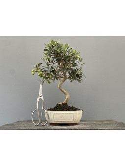 Bonsái Olea Europea   Olivo 22035/3