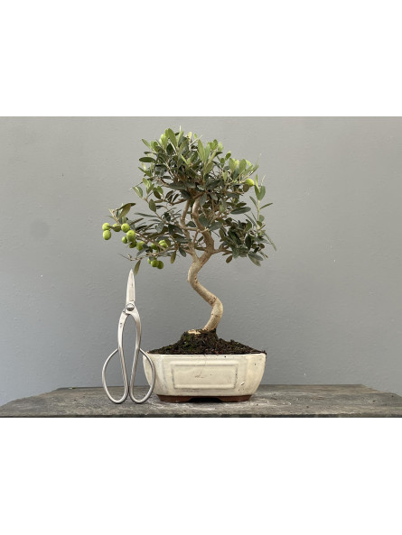 Bonsái Olea Europea   Olivo 22035/3