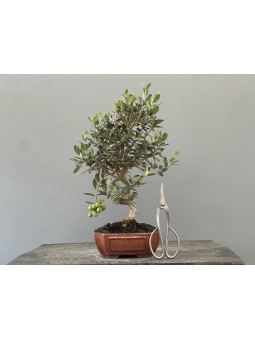 Bonsái Olea Europea   Olivo 22035/1