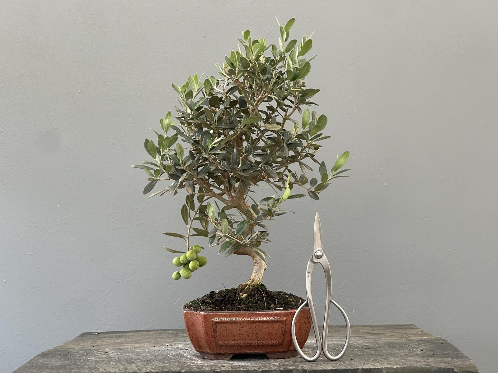 Bonsái Olea Europea   Olivo 22035/1