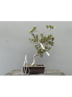Prebonsái Rhododendron Indicum – Azalea JP111/25