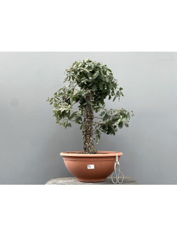 Prebonsái Quercus Ilex ? roble PY3