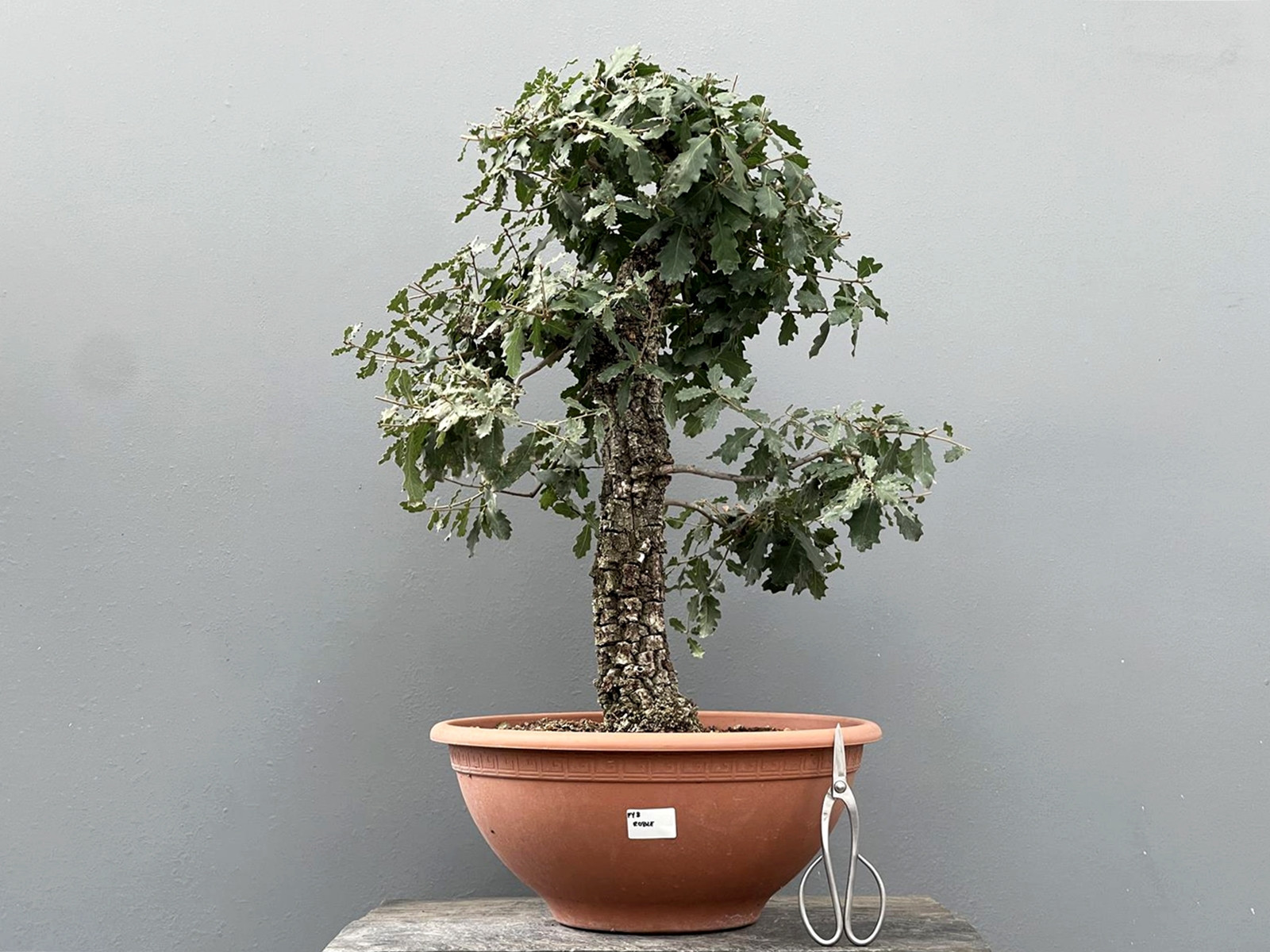 Prebonsái Quercus Ilex ? roble PY3