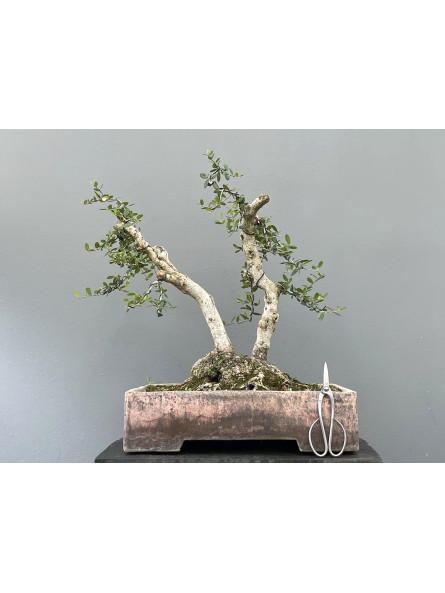 Bonsái Olea Europea Sylvestris - Acebuche 21534