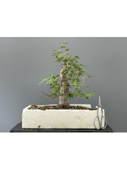 Bonsái Acer Buergerianum - Arce Japonés