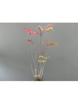 Bonsái Toxicodendron ? Rhus JP32