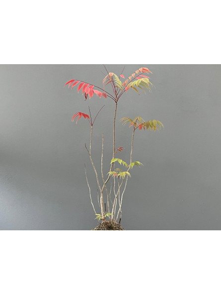 Bonsái Toxicodendron ? Rhus JP32