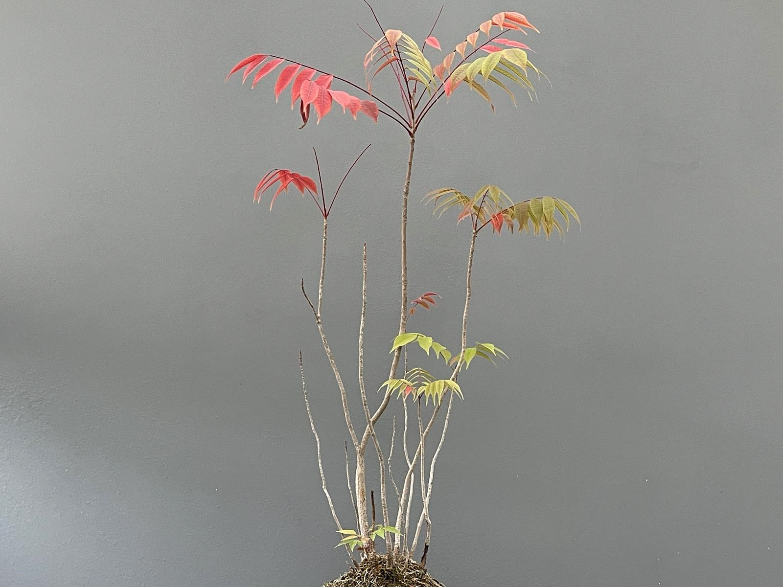 Bonsái Toxicodendron ? Rhus JP32