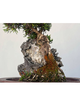 afrikanischer blauregen bonsai anzucht Bonsai Starter Kit Afrikanischer Blauregen main image 0