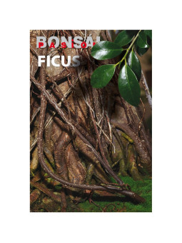 Revista nº104 Ficus BONSAI PASION