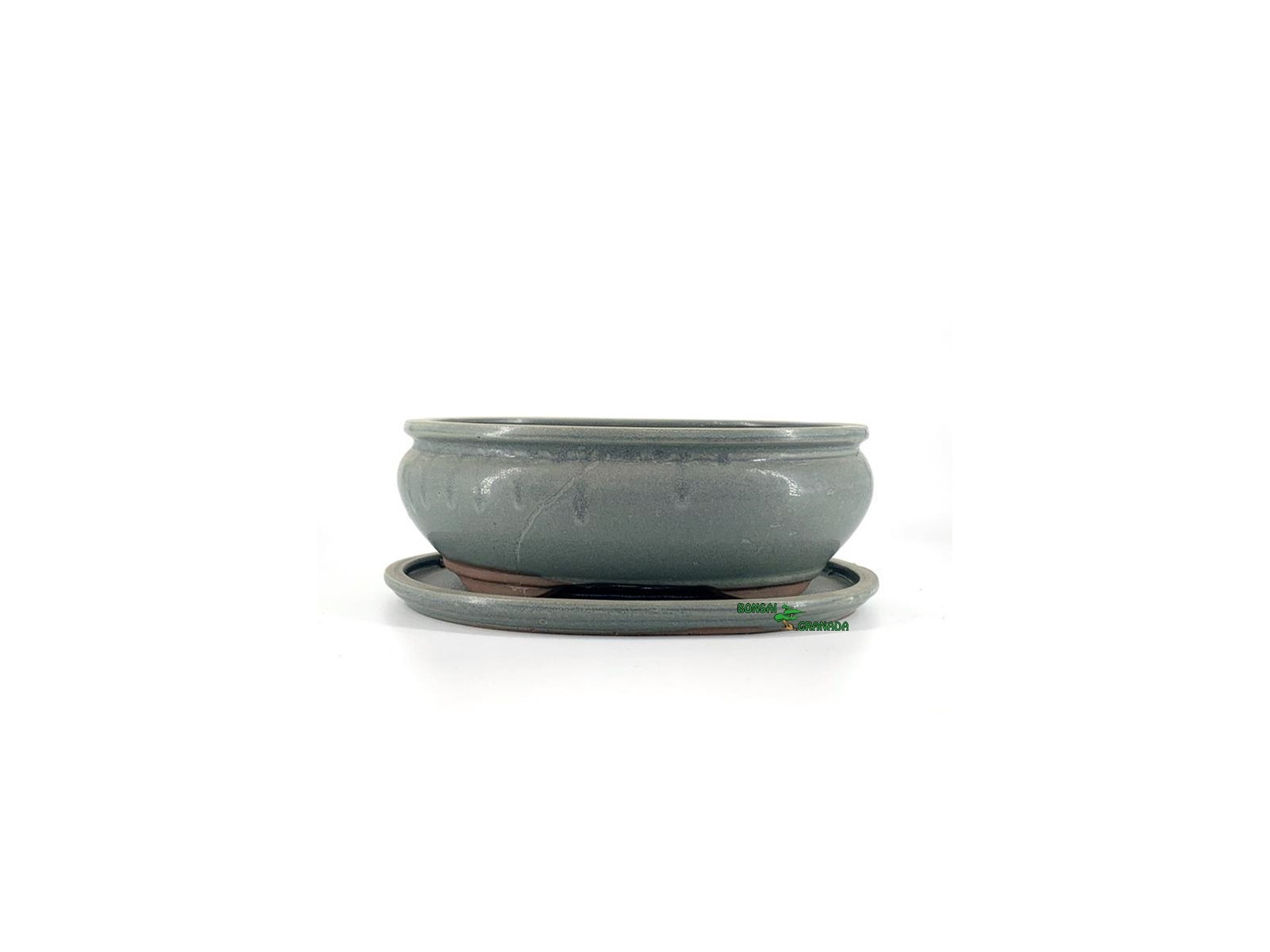 maceta bonsai