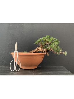 Prebonsai Sabina rastrera 17612