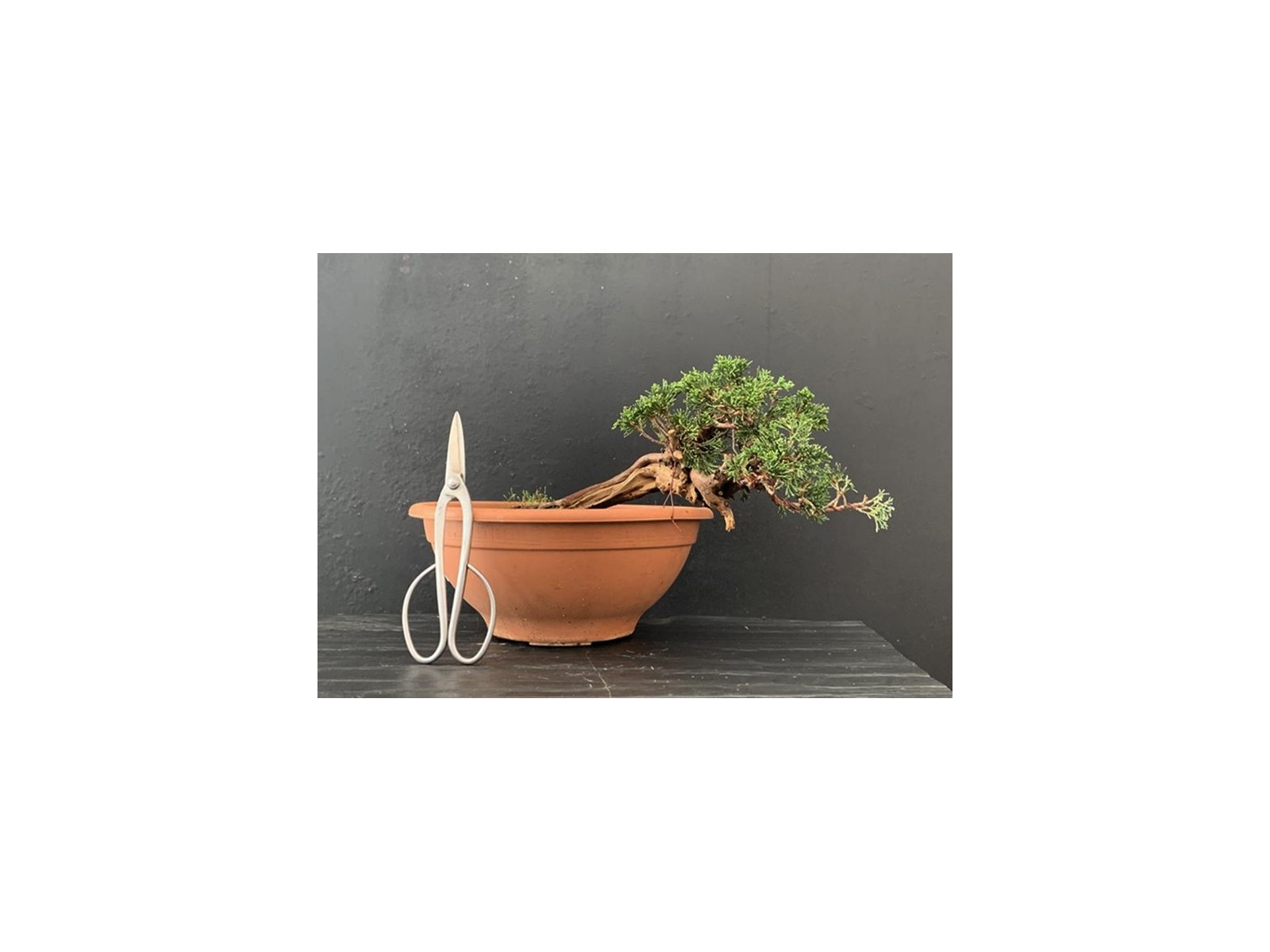 Prebonsai Sabina rastrera 17612