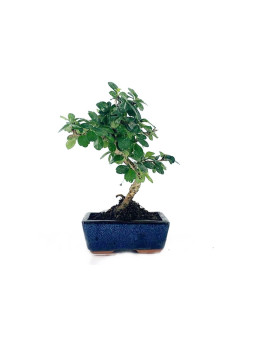 Bonsai Carmona 6 años foto genérica