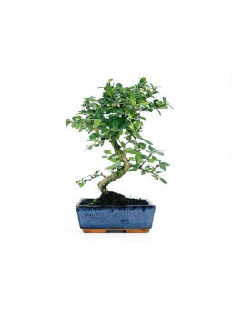 Bonsai Carmona 8 años foto genérica