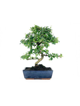 Bonsai Carmona 10 años foto genérica