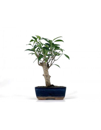 Ficus retusa 5 años Foto genérica