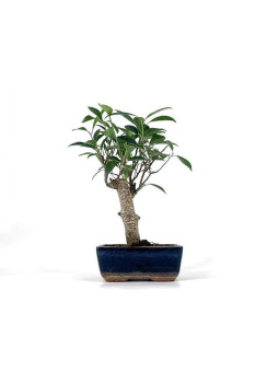 Ficus retusa 5 años Foto genérica