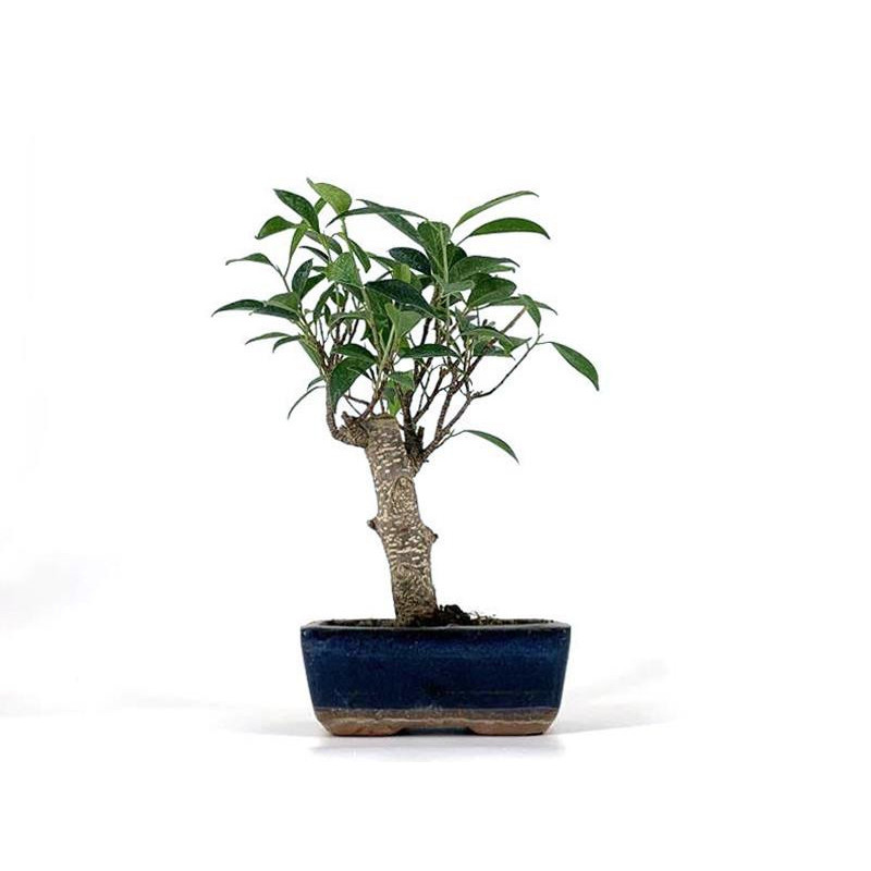 Ficus retusa 5 años Foto genérica
