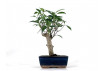 Ficus retusa 5 años Foto genérica