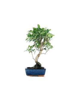 Ficus retusa 6 años Foto genérica