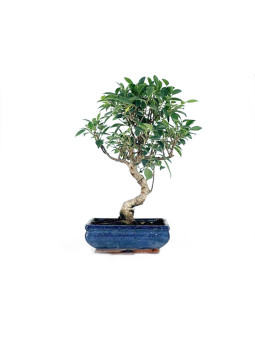 Ficus retusa 10 años Foto genérica