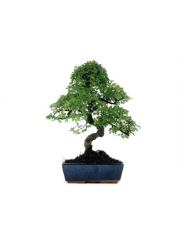 Bonsai Zelkova - Olmo chino 10 años, foto generica
