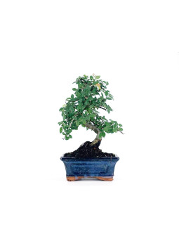 Zelkova - Olmo chino 6 años
