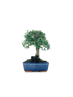 Zelkova - Olmo chino 5 años Foto genérica