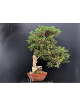 Prebonsai Sabina 14654
