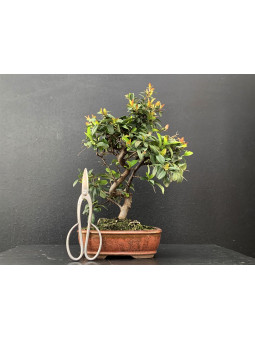 Bonsái Pyracantha 19757/2