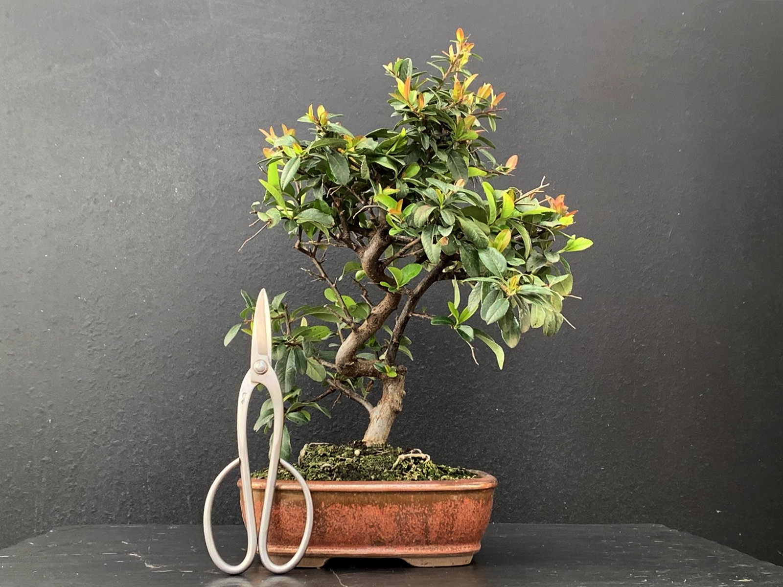 Bonsái Pyracantha 19757/2