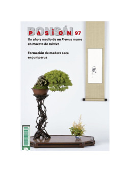 Revista nº97 Un año y medio de un Prunus mume en maceta de cultivo bonsai pasion