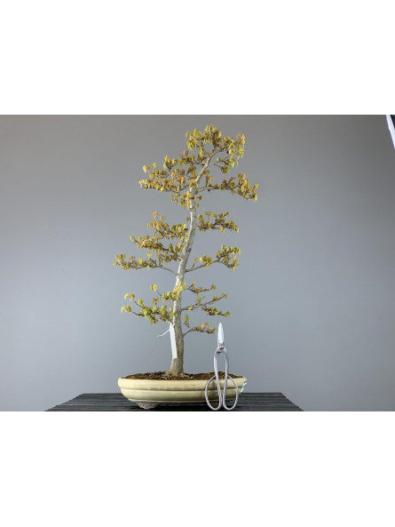 Bonsái Acer Buergerianum 20067 - Arce burgeriano