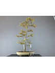 Bonsái Acer Buergerianum 20067 - Arce burgeriano